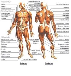 anatomy_chart