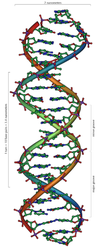 220px-DNA_Overview