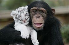 chimpanzee-and-tiger-best-friends.jpg