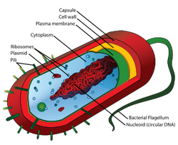 prokaryote_cell-_en_svg