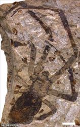 SpiderFossil