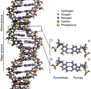 340px-DNA_Structure+Key+Labelled_pn_NoBB