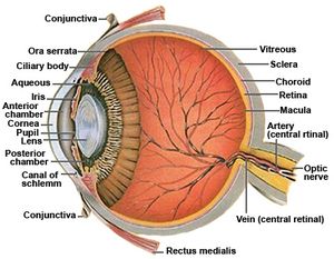 Anatomy_of_the_Human_Eye-Cross_section_view