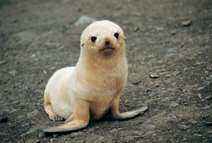 animal-cute-seal-Favim.com-322630