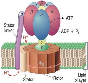 ATPase