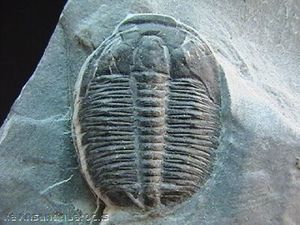 cambrian_trilobite.jpg