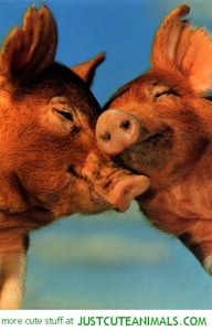 cute-animals-pigs-piglets-hugging-kissing-pics