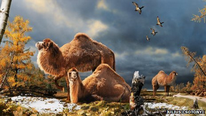 kamels
