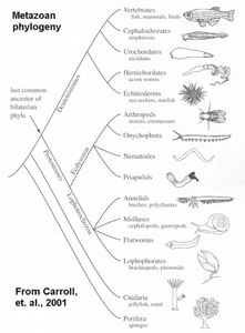 metazoan-phylogeny.jpg