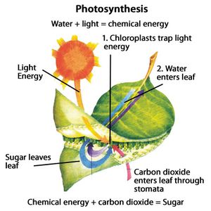 photosynthesis_1174272.jpg