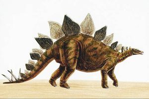 stegosaurus2.jpg