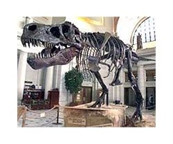 dinosaur-tyrannosaurus-museum-lg