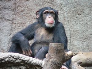chimpanzee-2